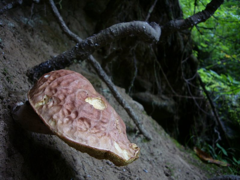 Travel - India - Himachal Pradesh - Parvati Valley - Pulga - Forest Above Pulga